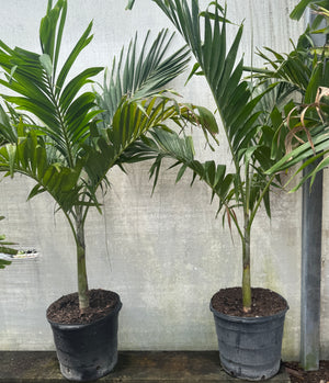 Christmas Tree Palm in 15-gallon bucket
