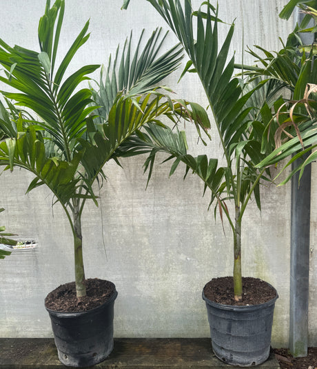 Christmas Tree Palm in 15-gallon bucket
