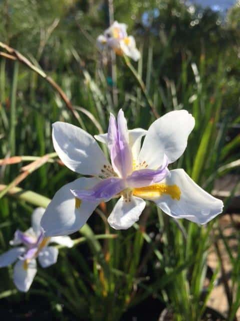 African Iris