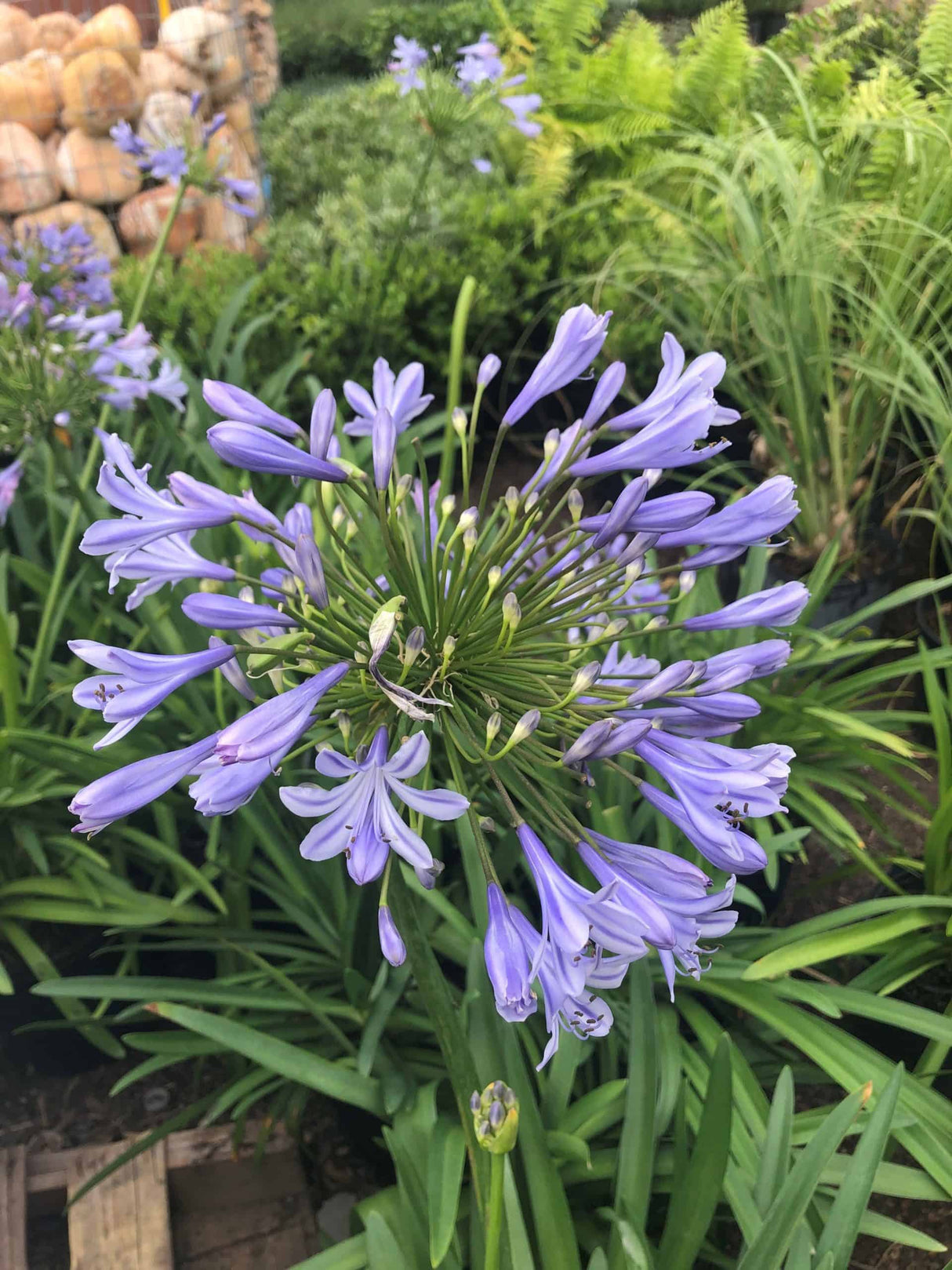 Agapanthus