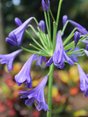 Agapanthus