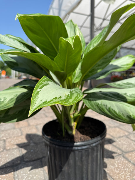 Aglaonema in one-gallon pot