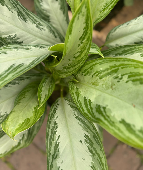 Aglaonema leaves with light and dark green