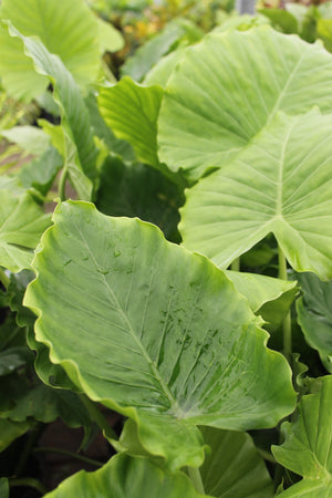 Alocasia Elephant Ear