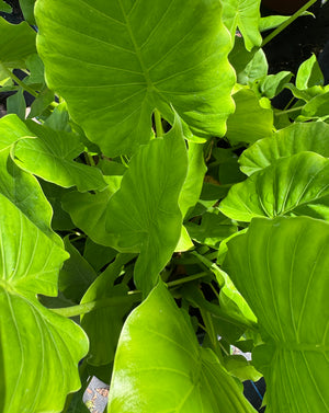 Alocasia Elephant Ear