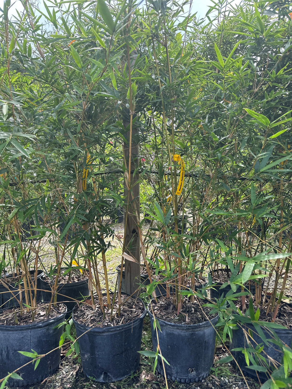 Bamboo