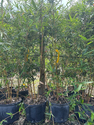 Bamboo