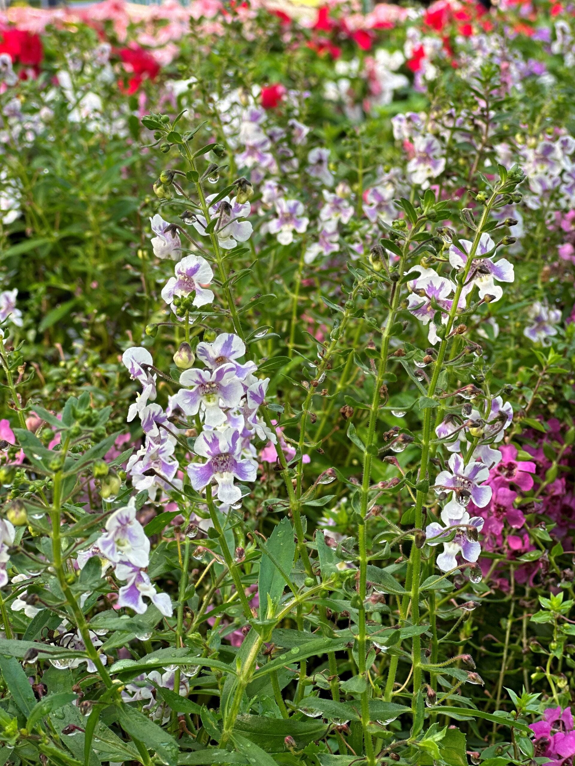 Angelonia – Liberty Landscape Supply