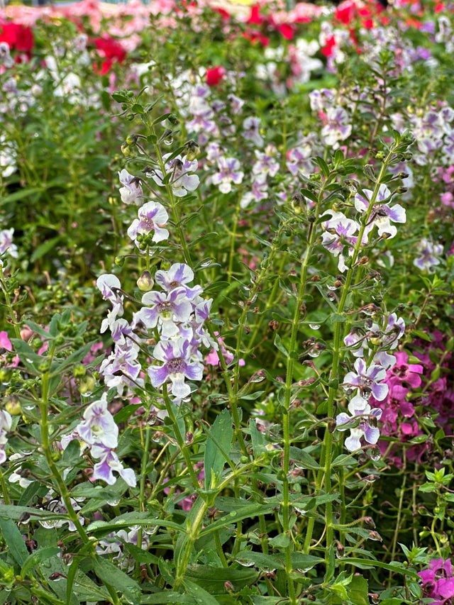 Angelonia