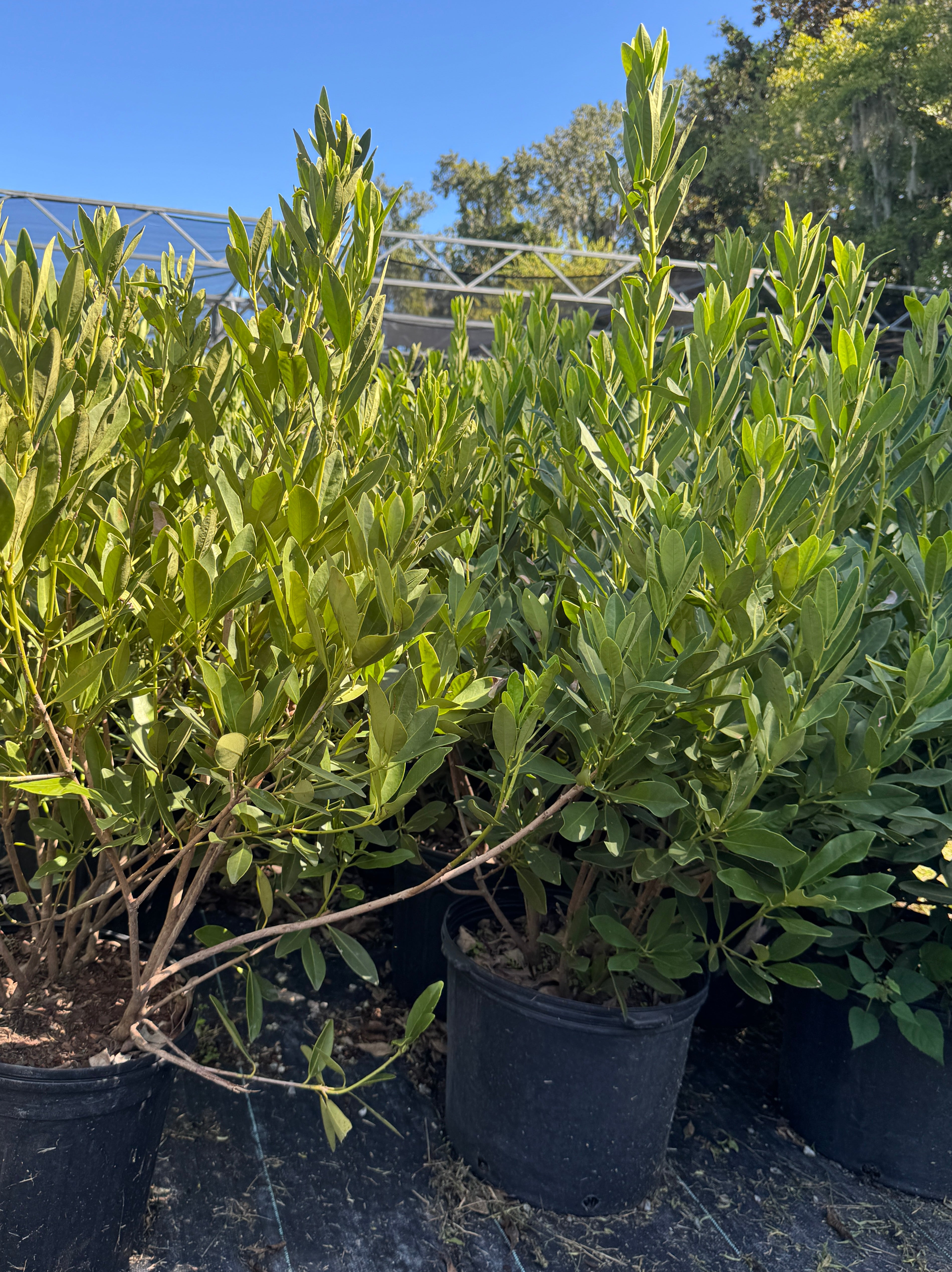 Anise – Liberty Landscape Supply