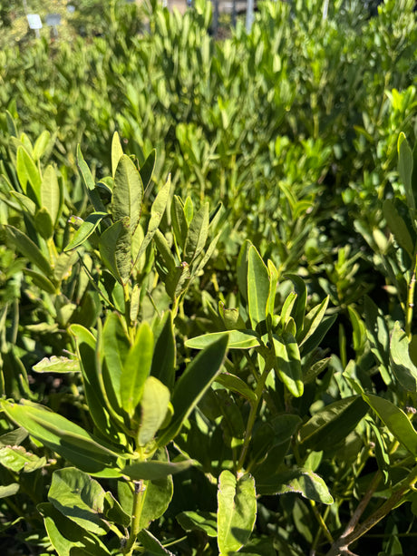 Anise