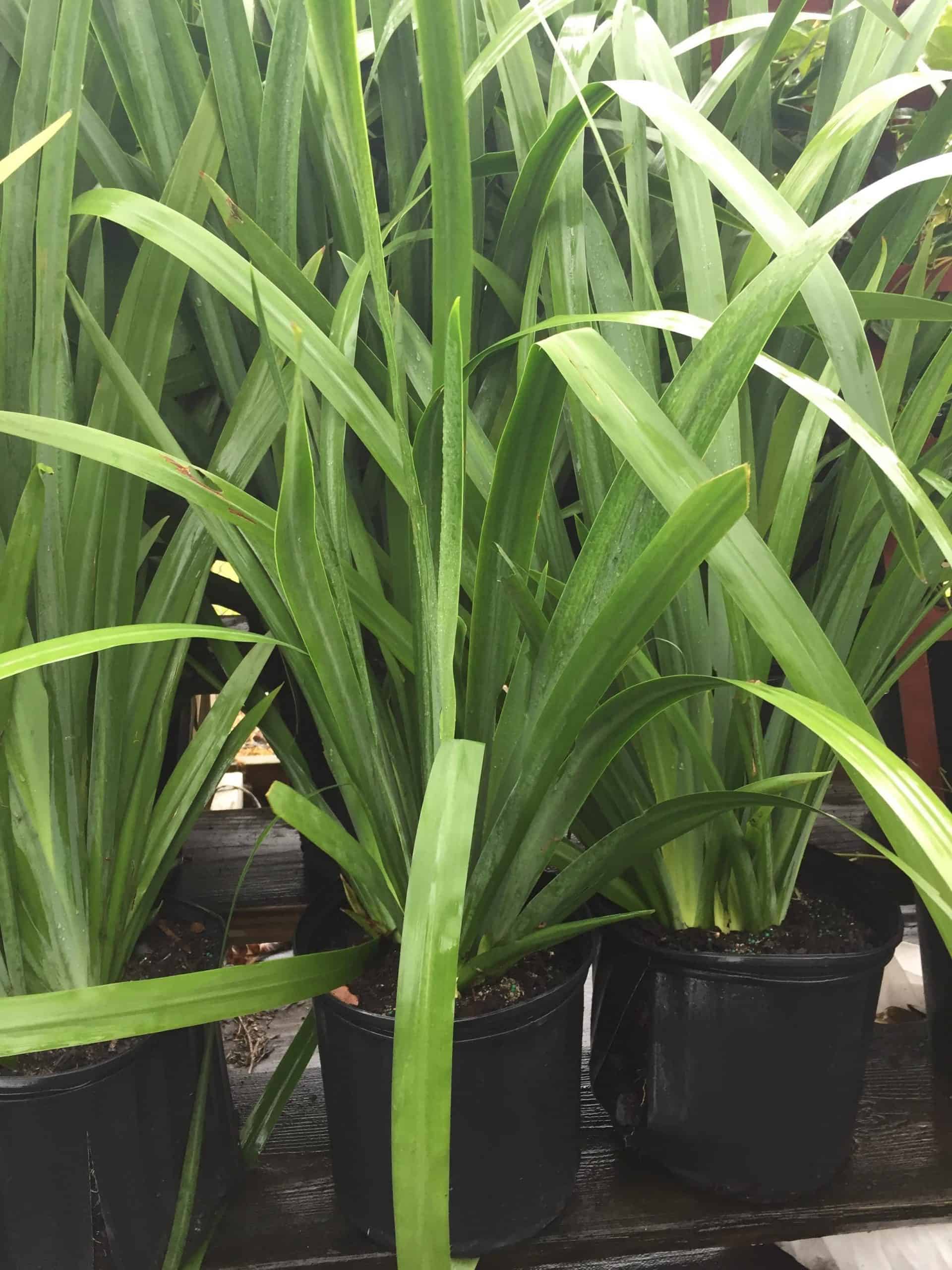 Apostle Iris – Liberty Landscape Supply