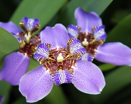 Apostle Iris