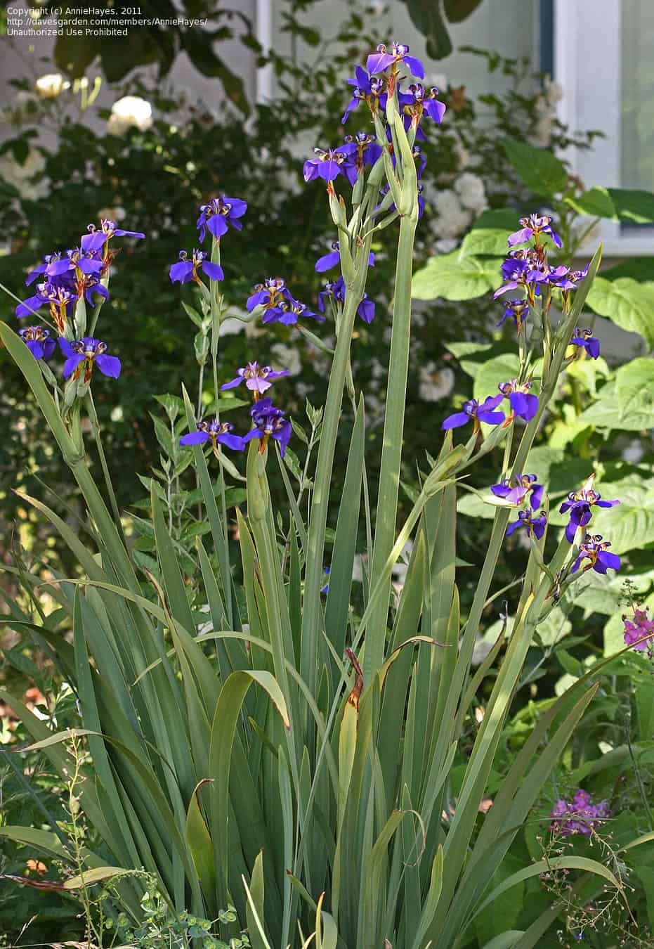Apostle Iris – Liberty Landscape Supply