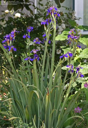 Apostle Iris