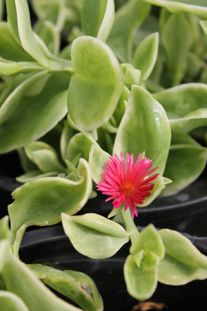 Aptenia Sunrose