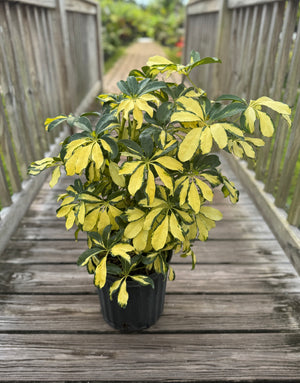 Arboricola Trinette in three-gallon pot 