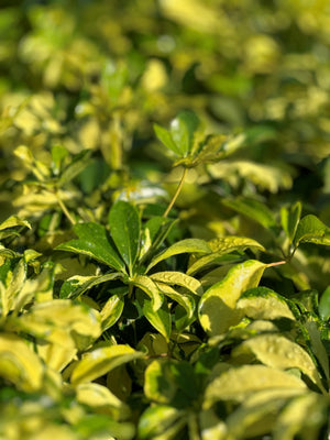 variegated arboricola schefflera Arboricola Trinette – Liberty Landscape Supply