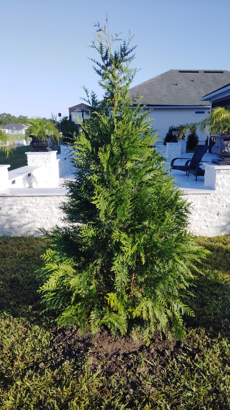 planted arborvitae green pointed shrub tree