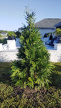 planted arborvitae green pointed shrub tree