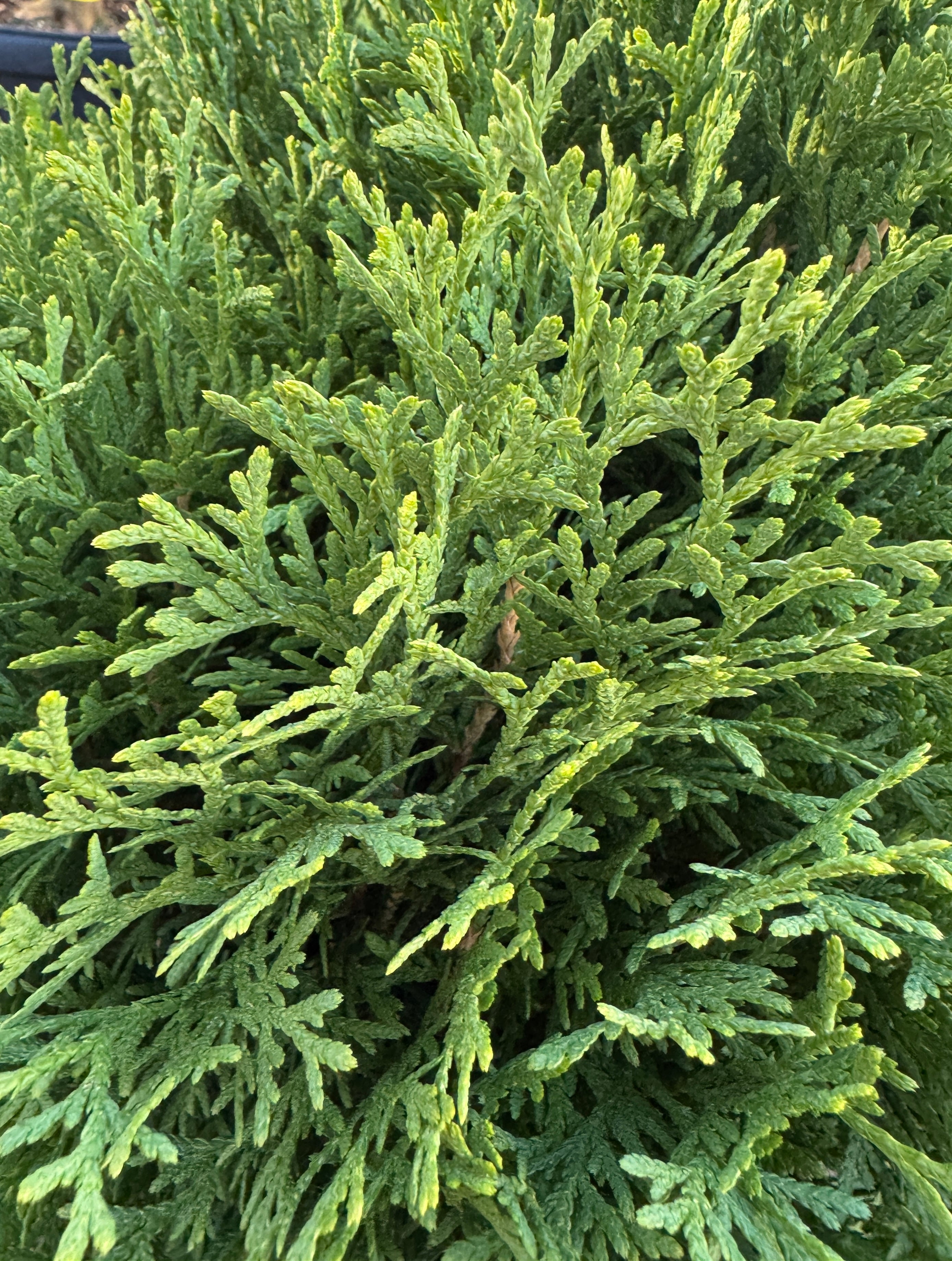 Arborvitae – Liberty Landscape Supply