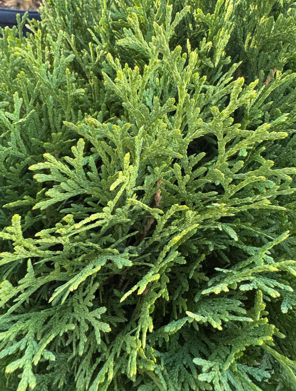 Arborvitae