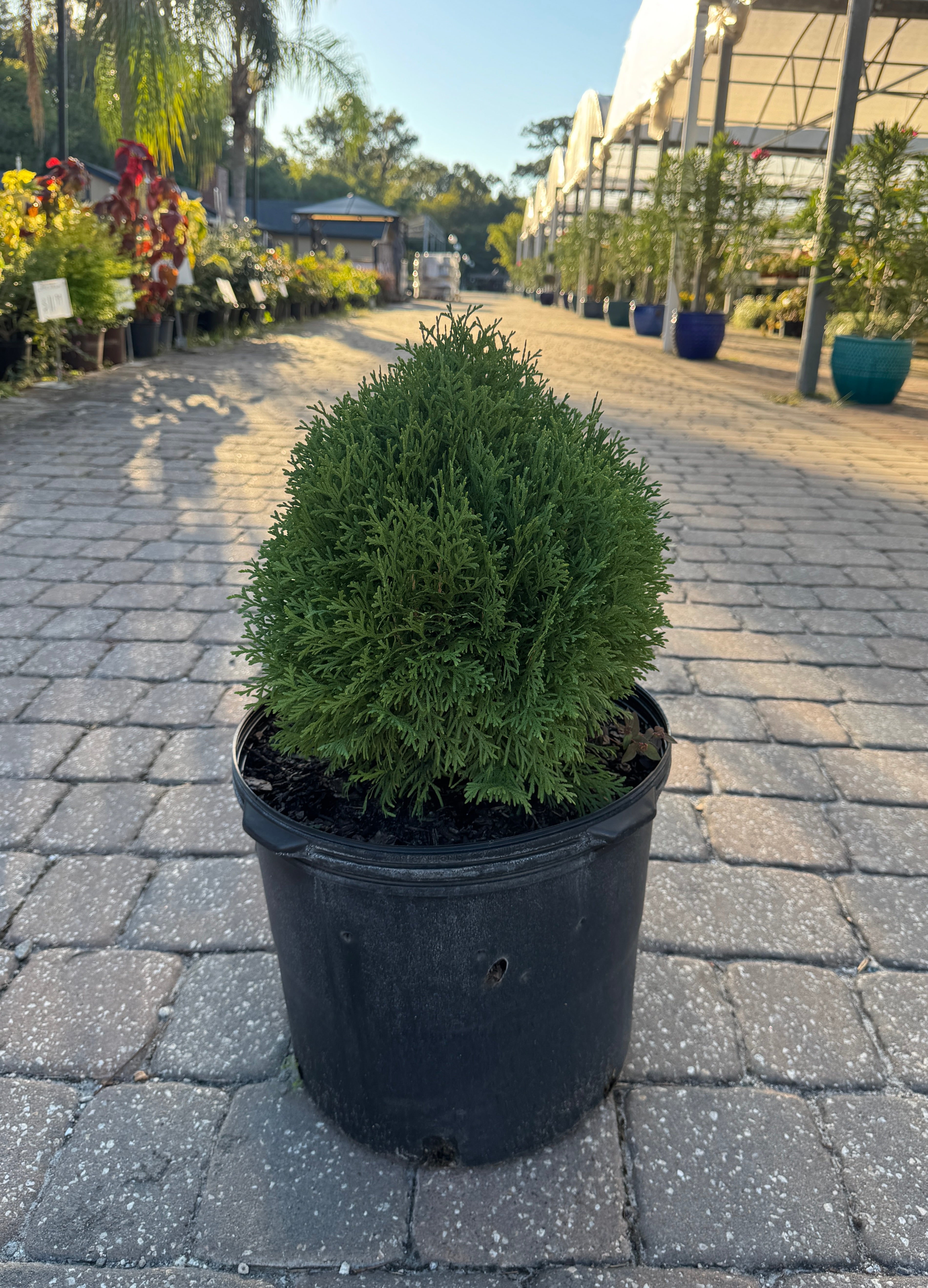 Arborvitae – Liberty Landscape Supply