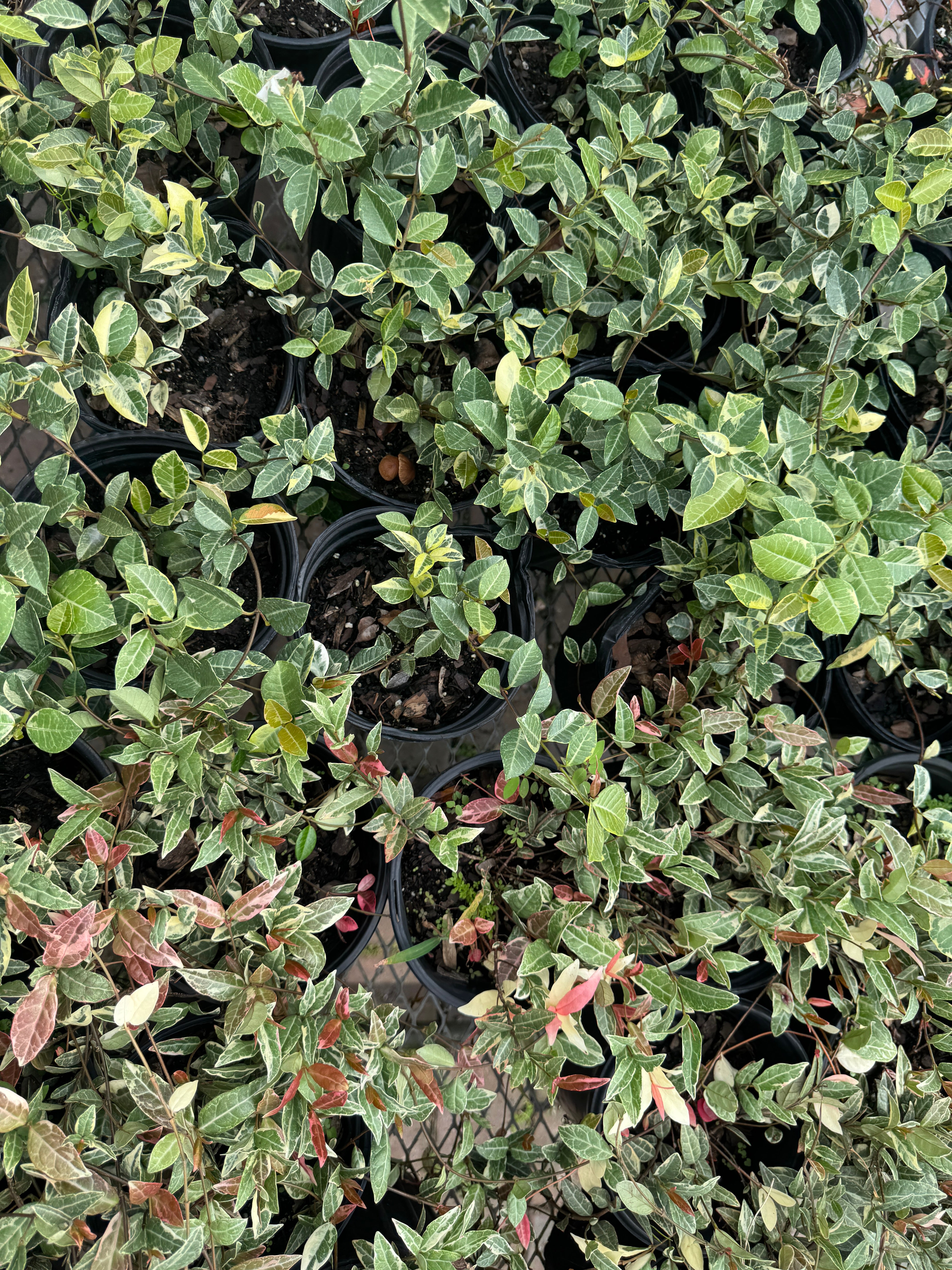 JASMINE様　〜専用〜 JASMIN ABS CONSCIOUS 70PCT TEC FOR LIFE|LMR Naturals