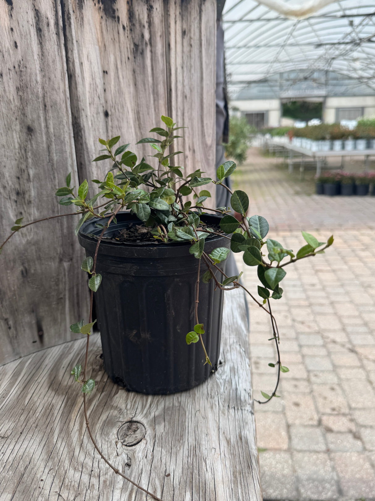 Asiatic Jasmine with dark green leaves
