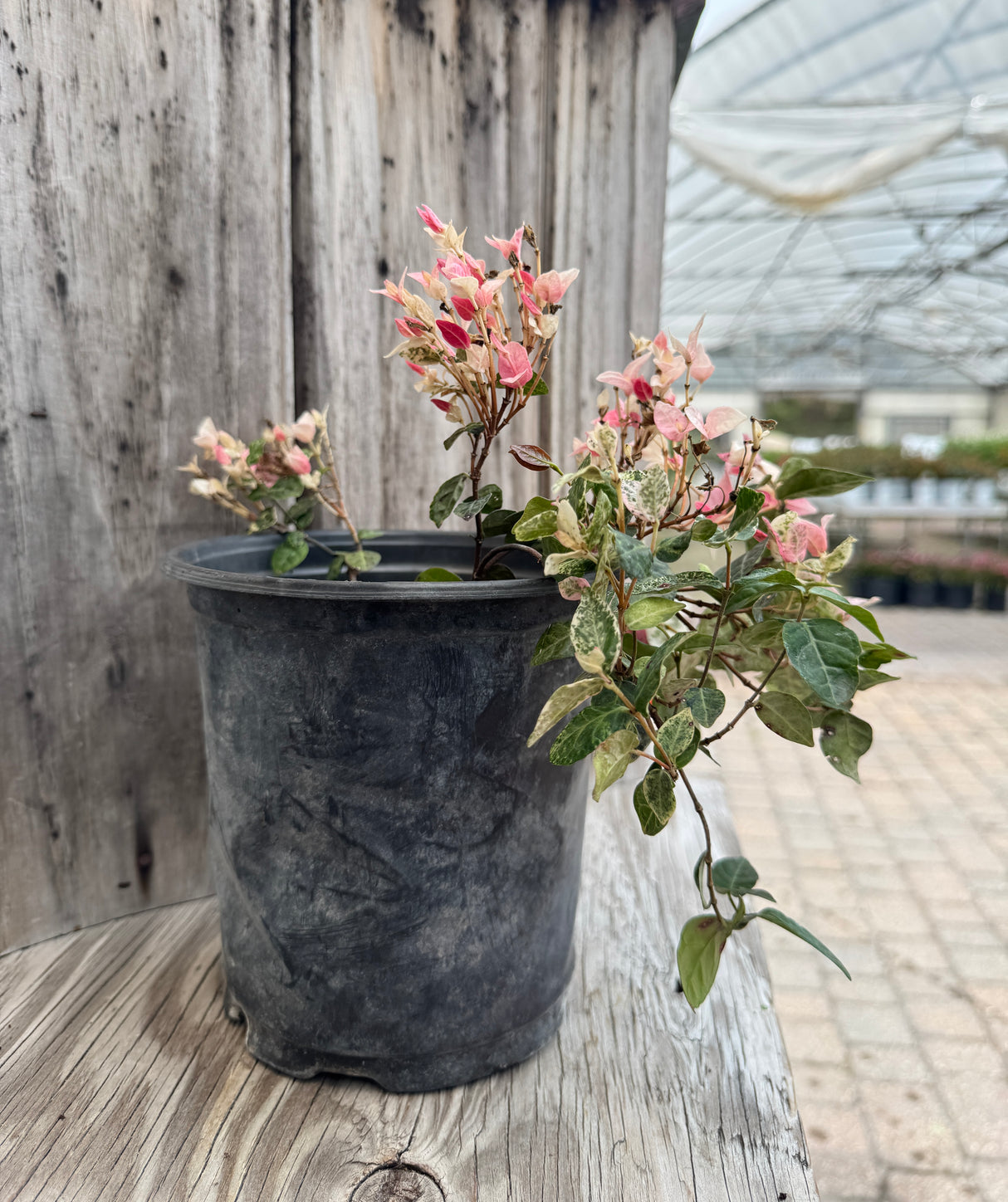 pink Asiatic Jasmine