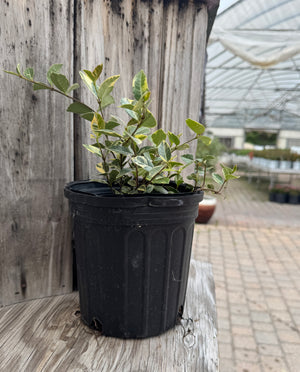 variegated leaves on one-gallon Asiatic Jasmine 