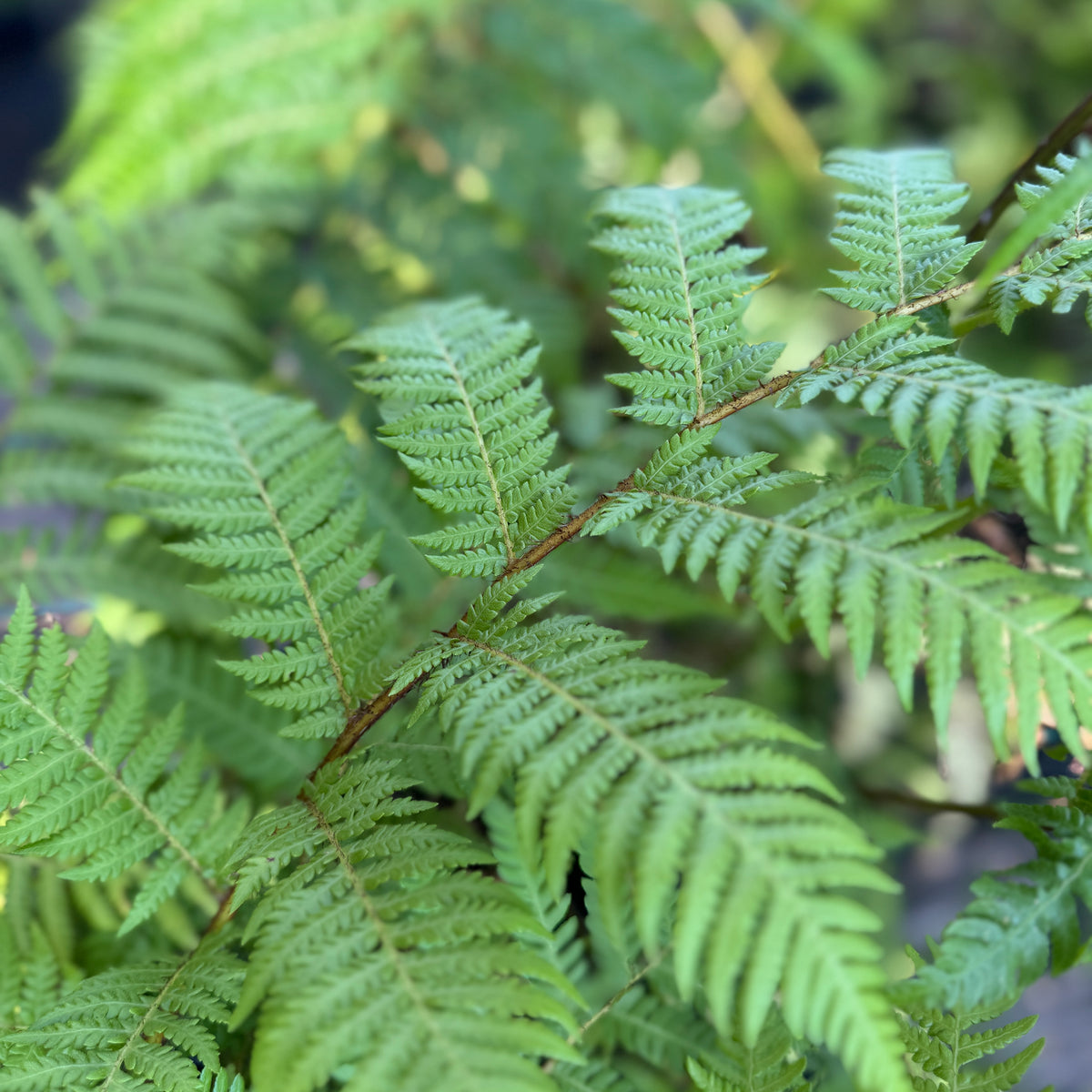Australian Tree Fern Rhs