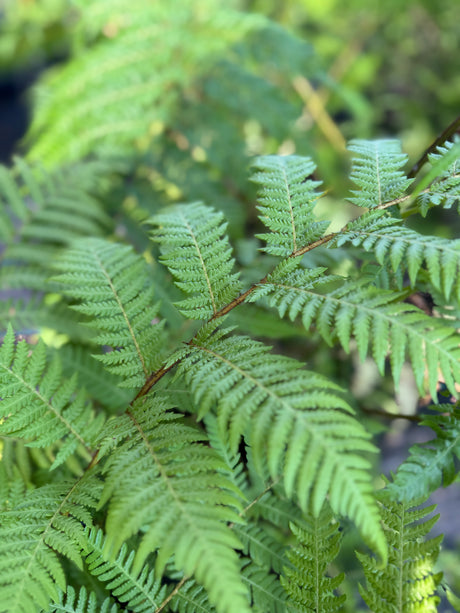 leaves of Australian Tree Fern