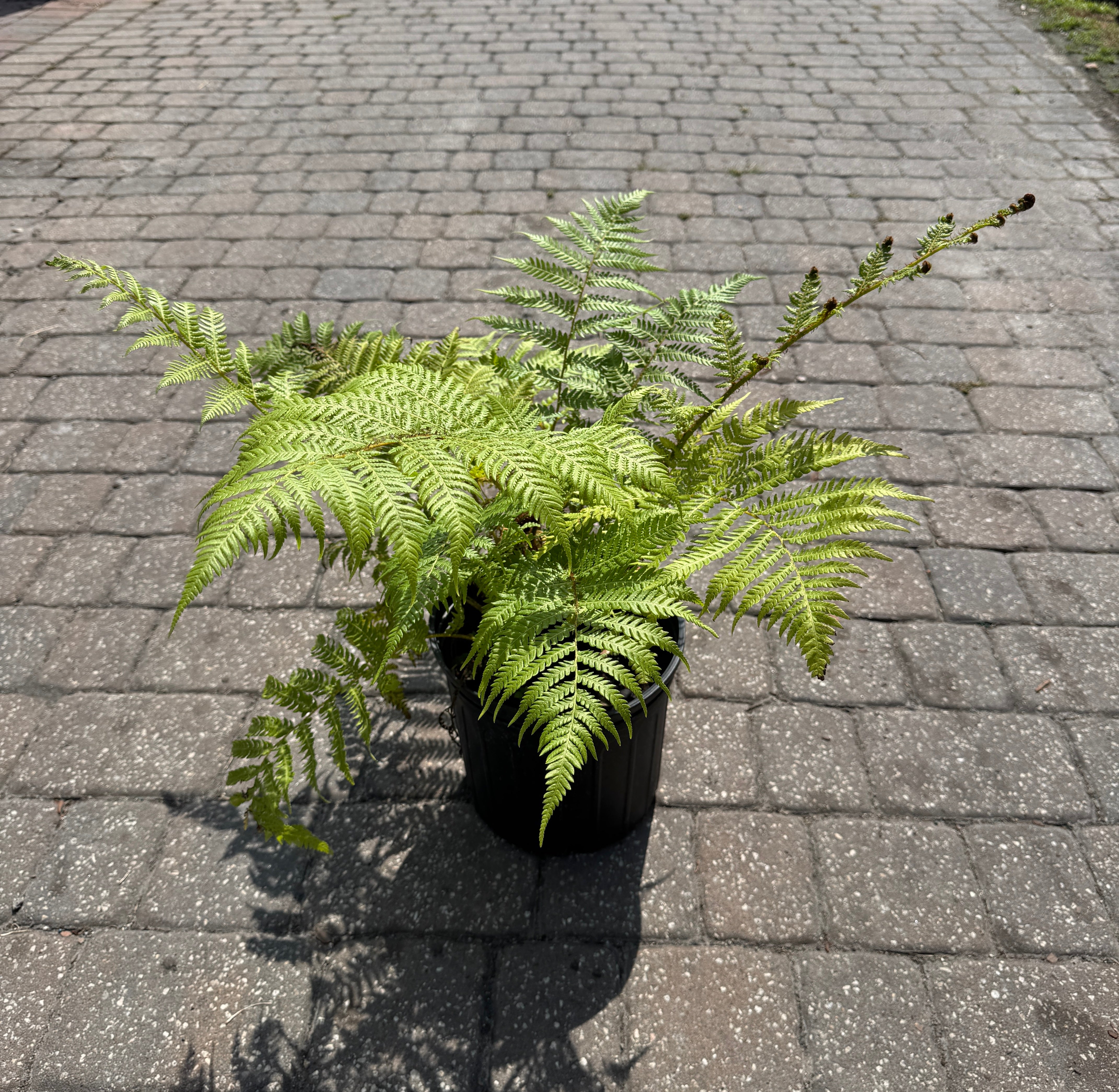 【Tree fern】 Australian Tree Fern – Liberty Landscape Supply
