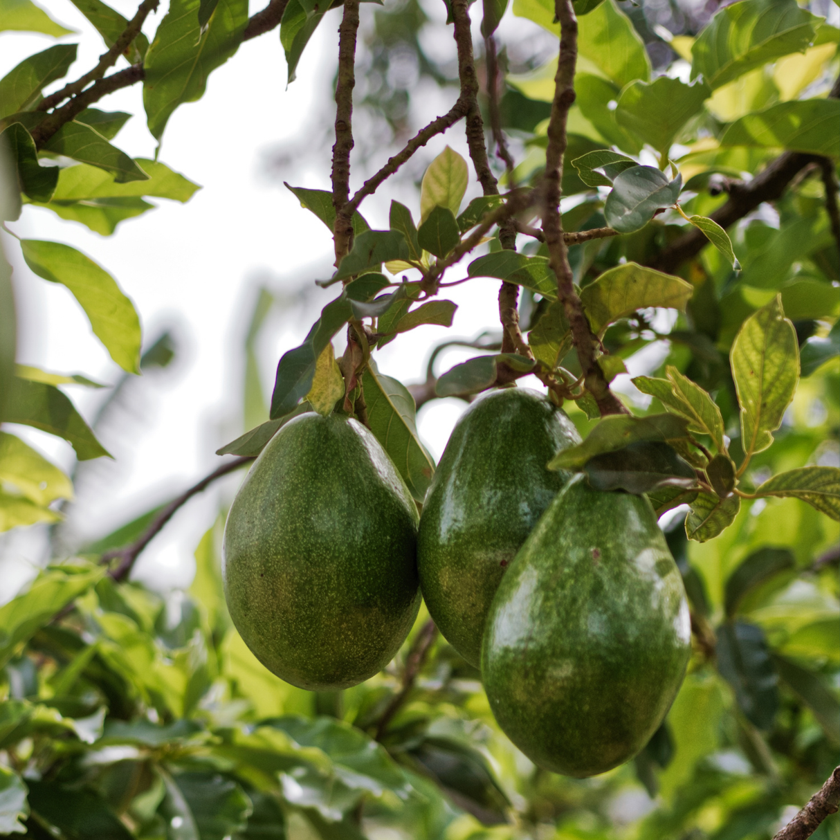 Avocado