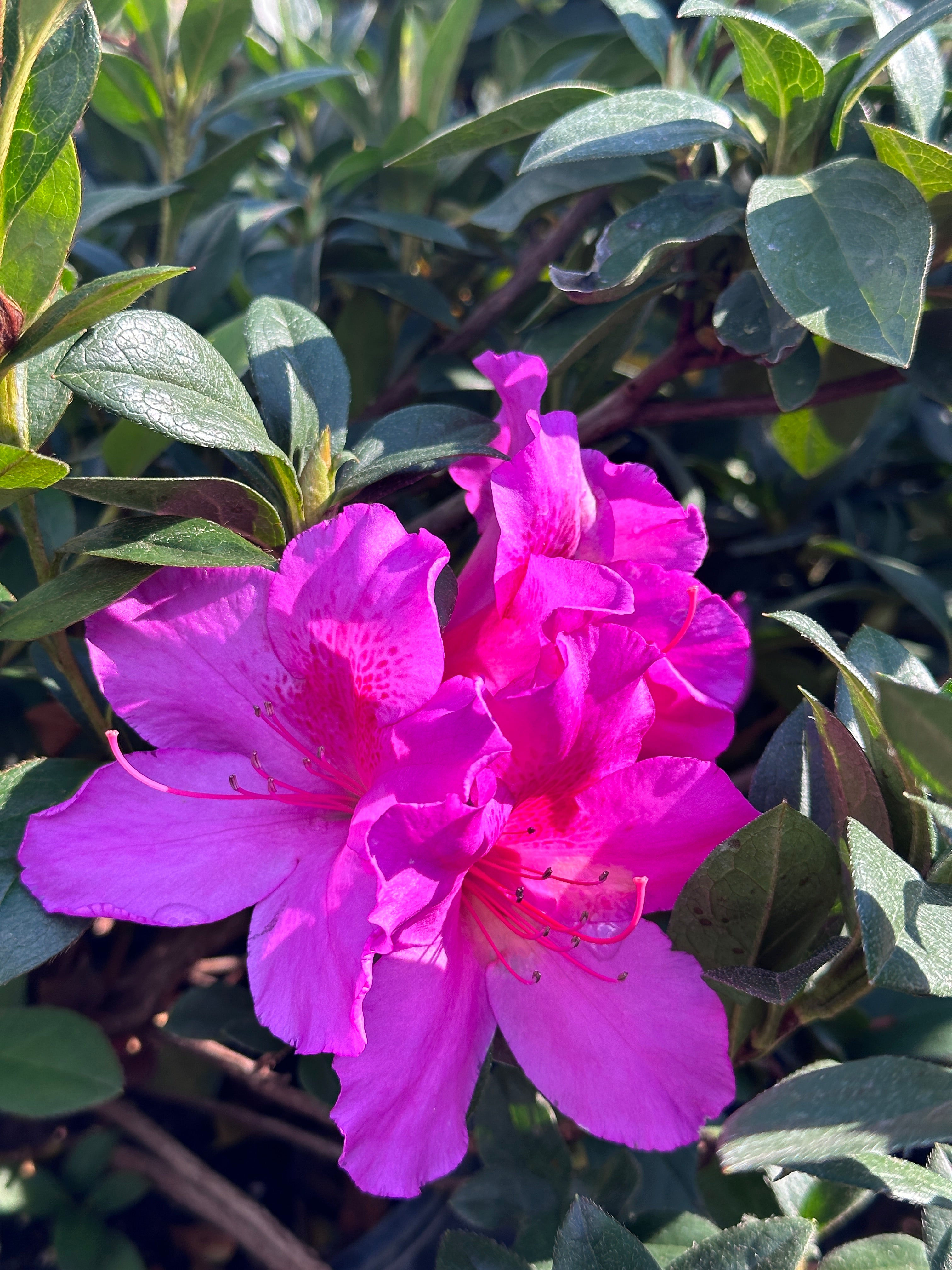 Azalea – Liberty Landscape Supply