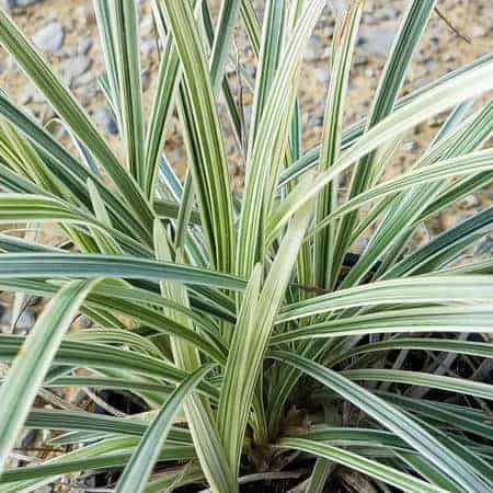 Aztec Grass