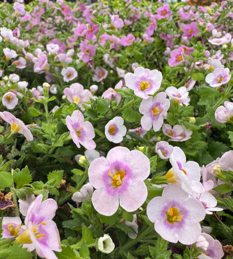 light pink Bacopa flower at Liberty Landscape Supply