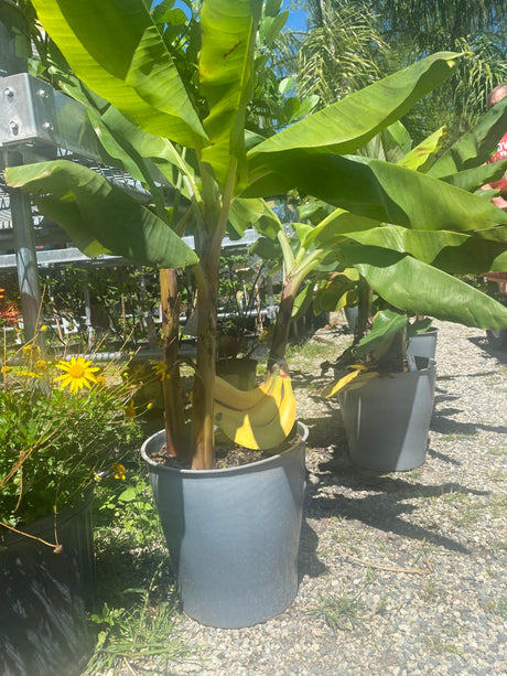 Banana Tree