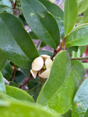 Michelia "Banana Shrub"
