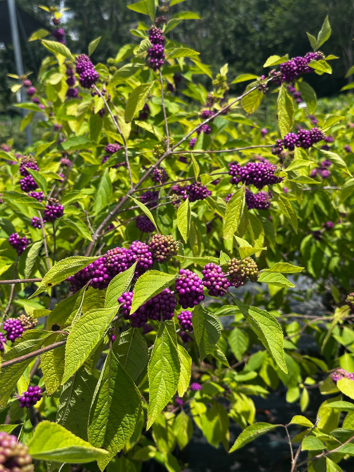 Beauty Berry