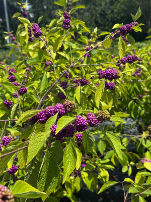 Beauty Berry