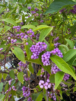 Beauty Berry