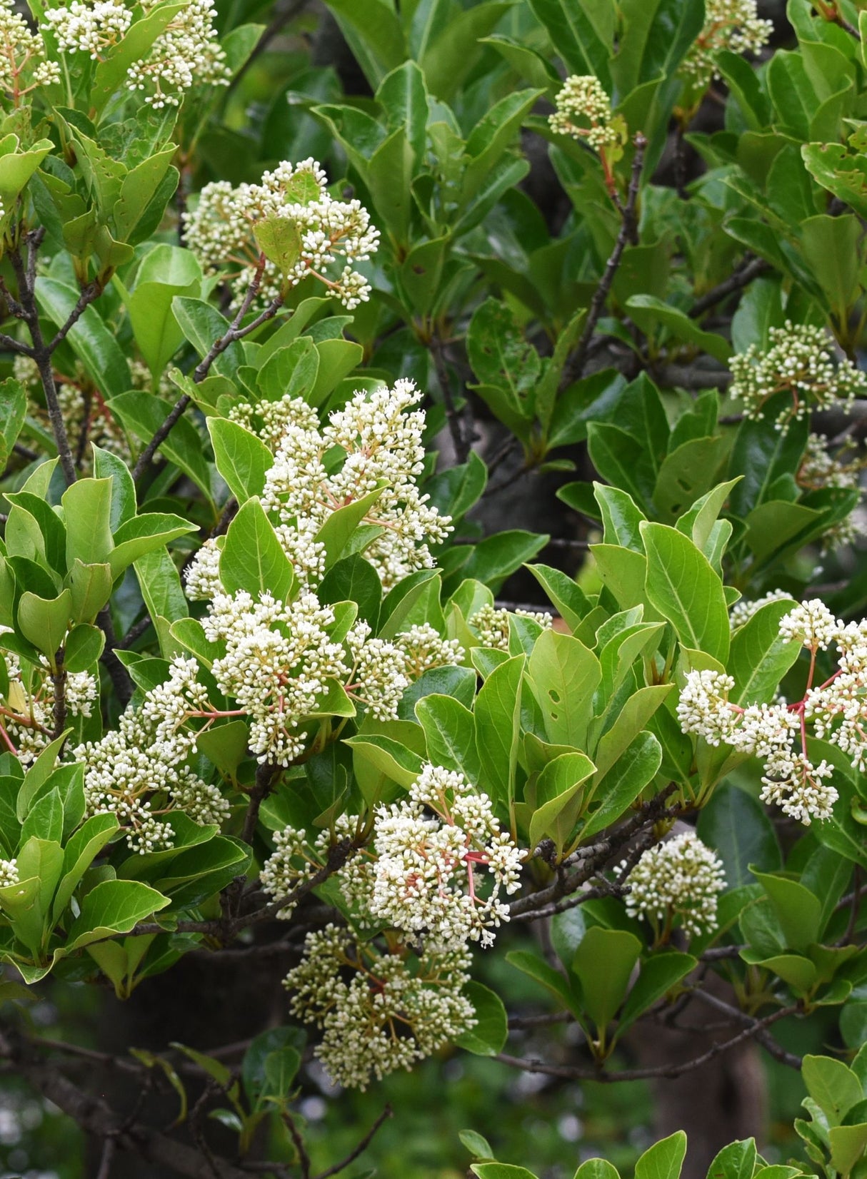 Sweet Viburnum