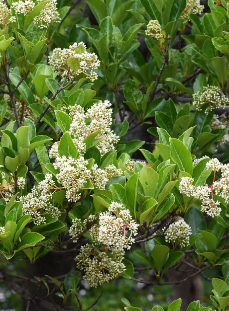 Sweet Viburnum