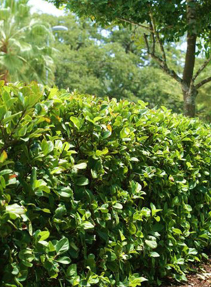 Viburnum Suspensum