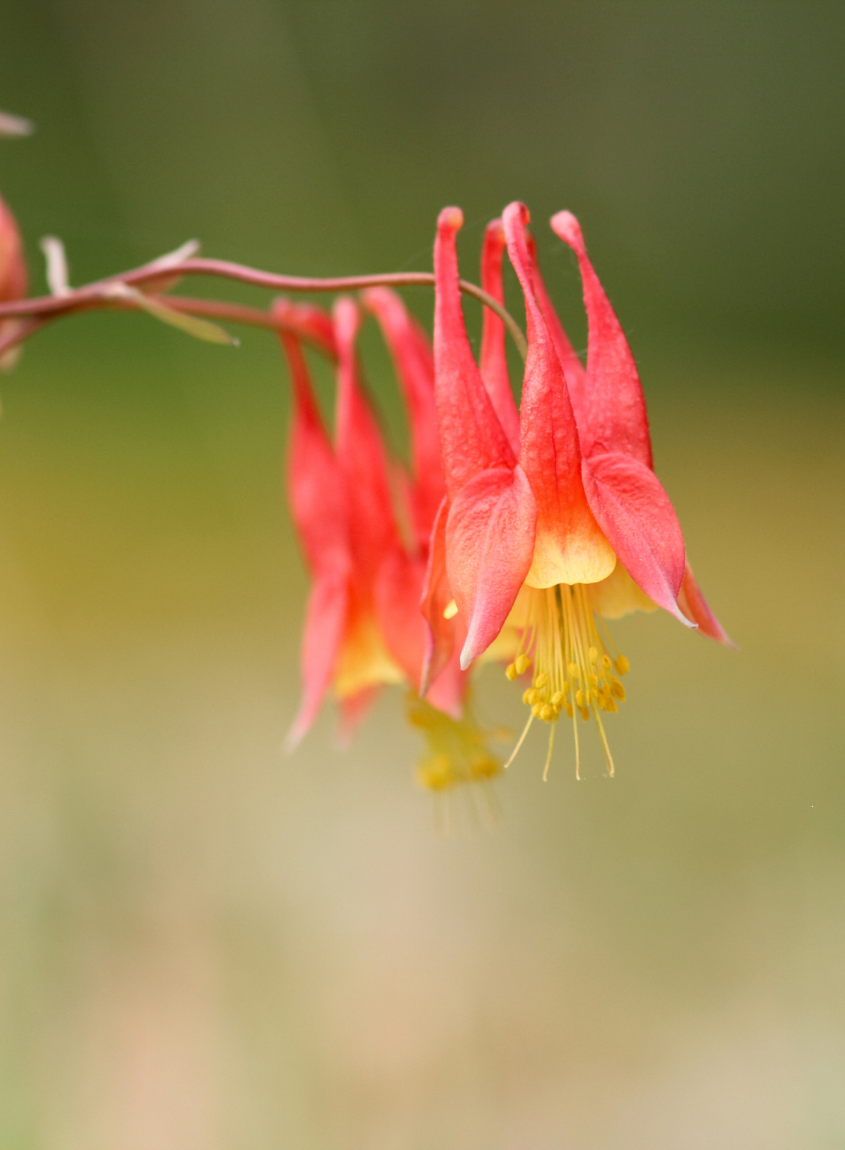 Columbine