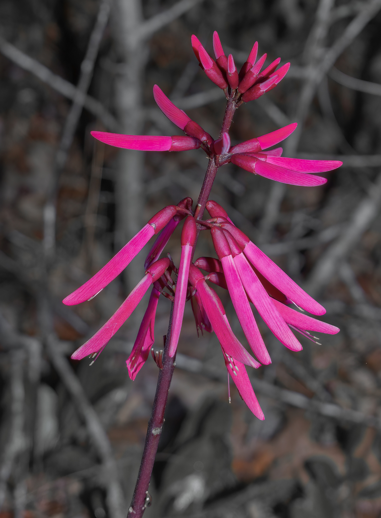 Coral Bean