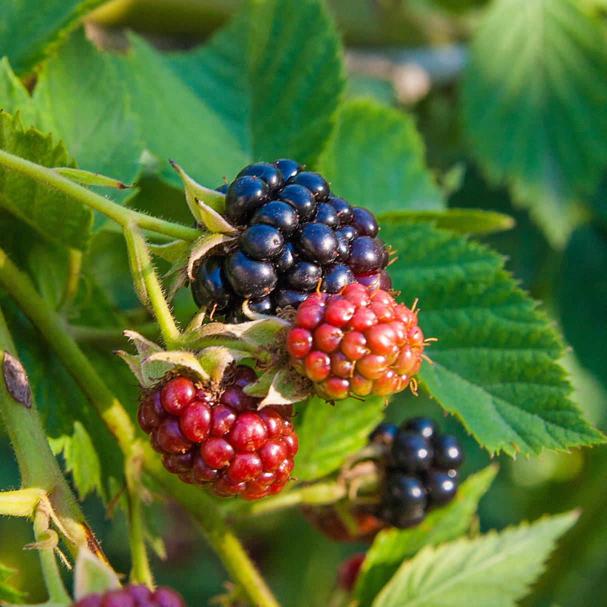 Blackberry