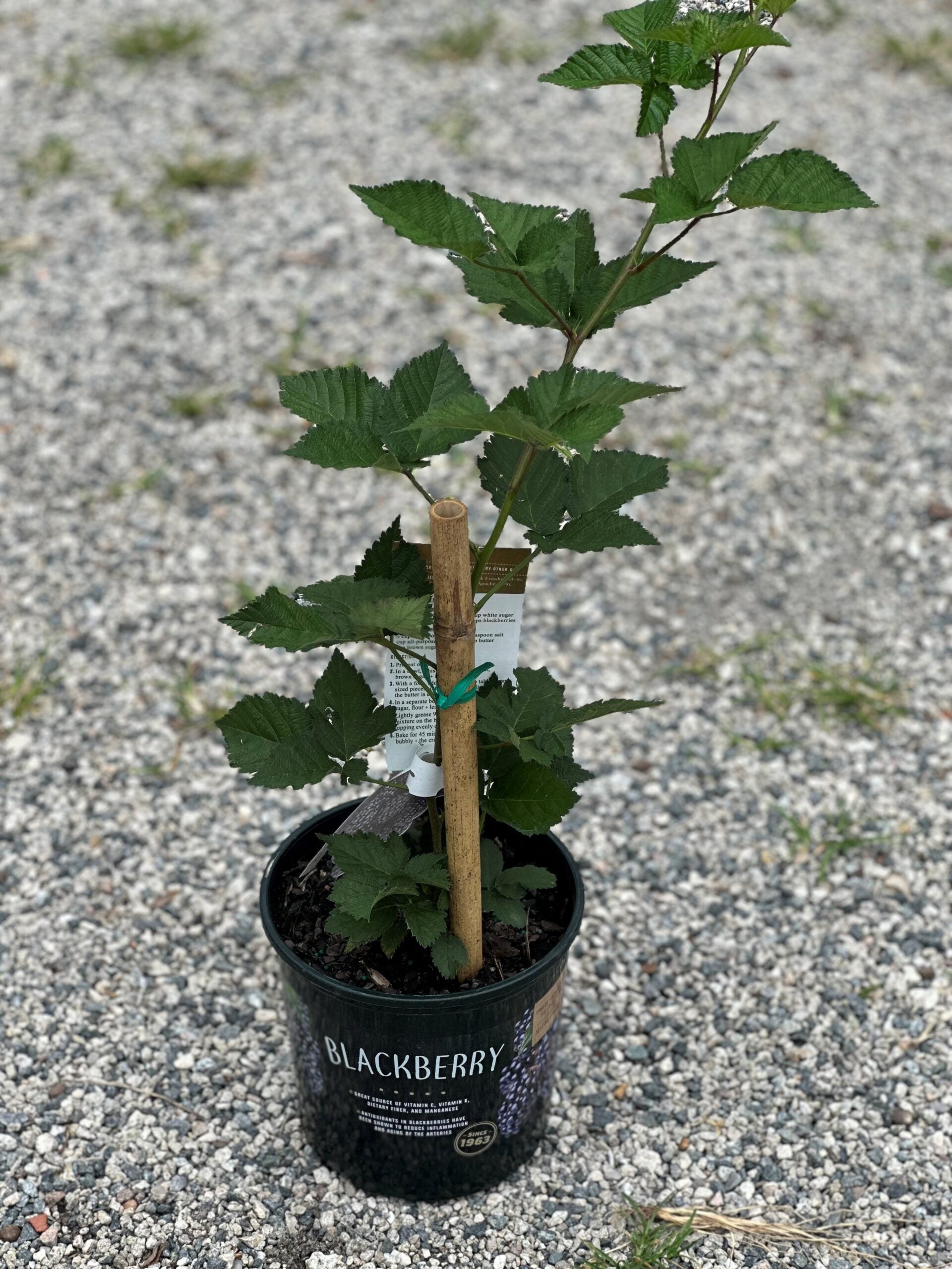 blackberry-scaled.jpg?v=